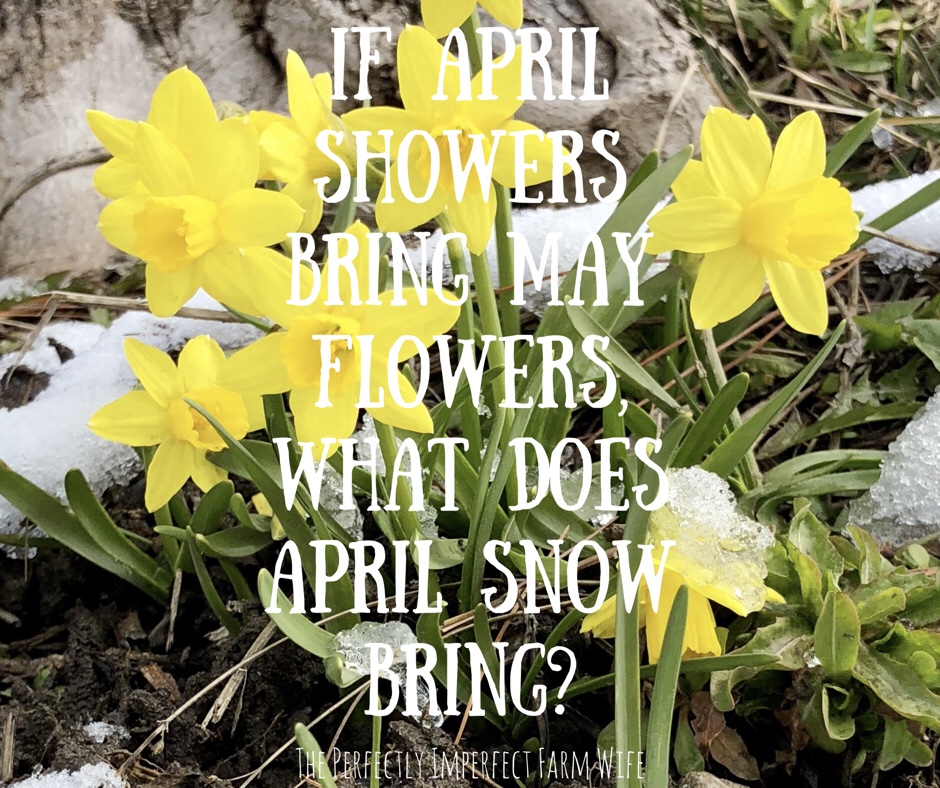 If April showers bring May flowers, what does April snow ...